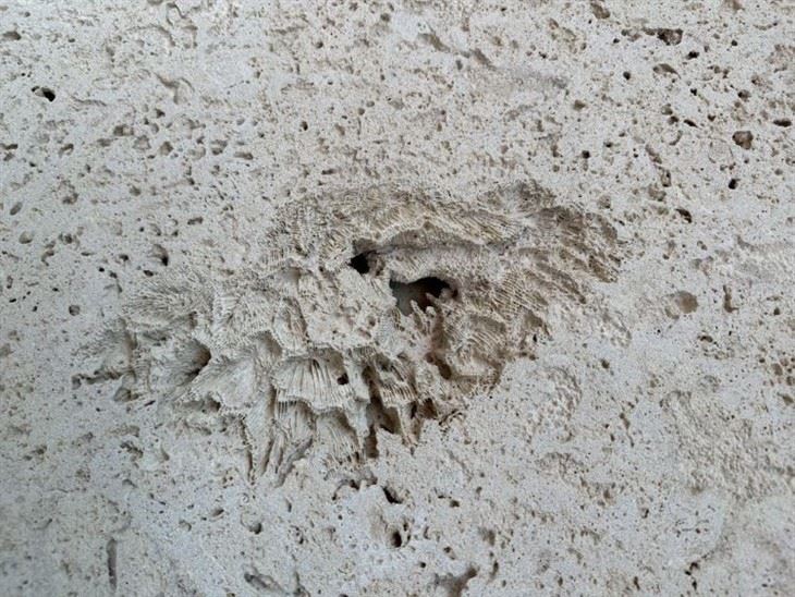 Coralina Beige Coral Stone Tiles